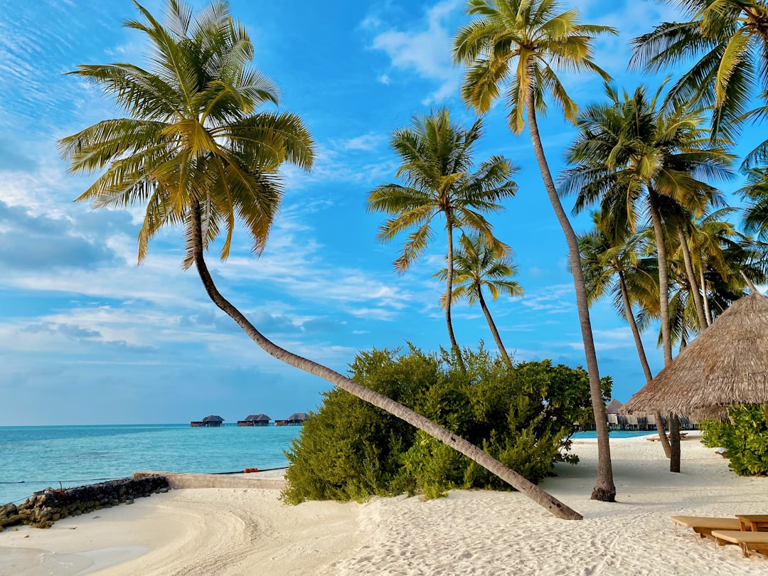 Tropical beach with palm trees in Mozambique