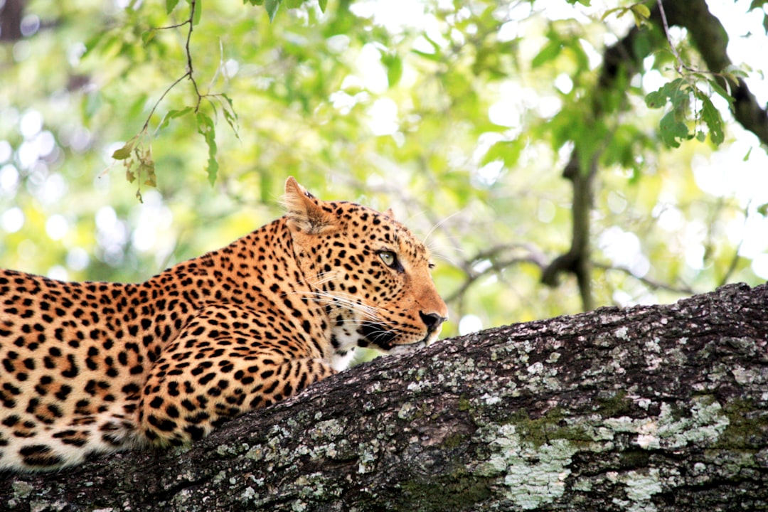 Leopard in South Luangwa National Park, Zambia