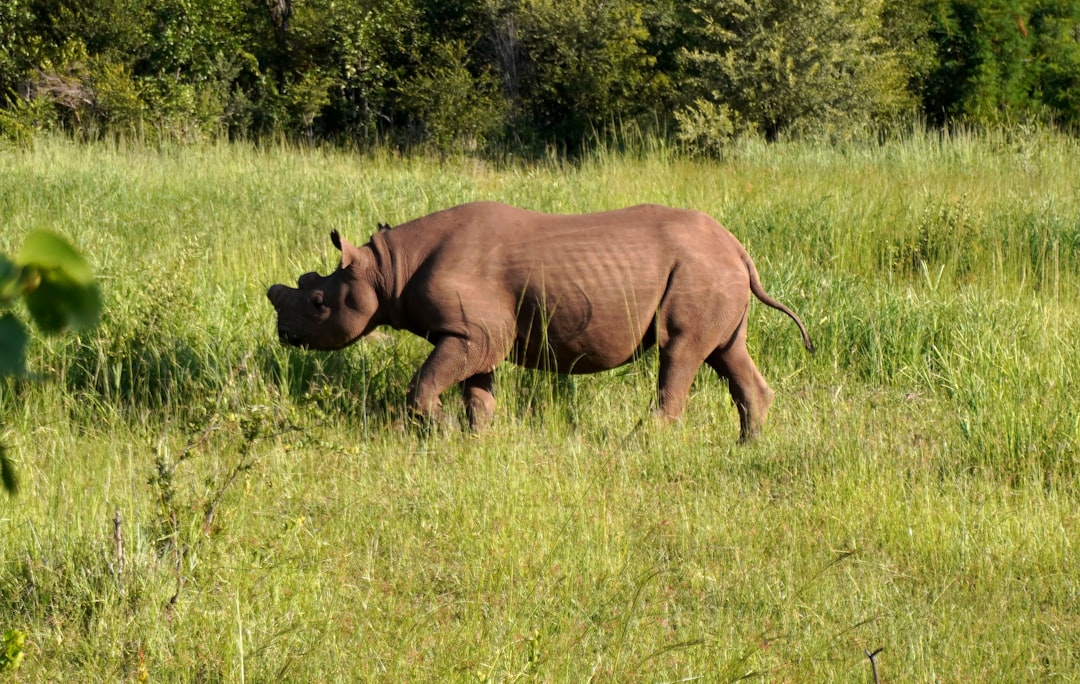 Black rhino in Victoria Falls National Park, Zimbabwe