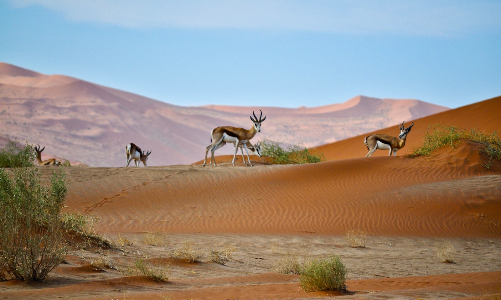 Wildlife on the dry plains of the Central Kalahari