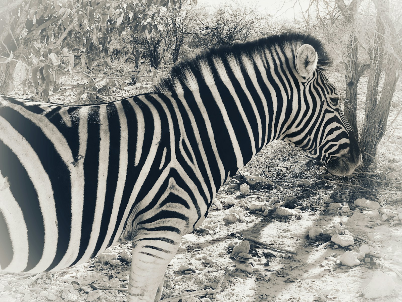 Zebra on the Etosha pan