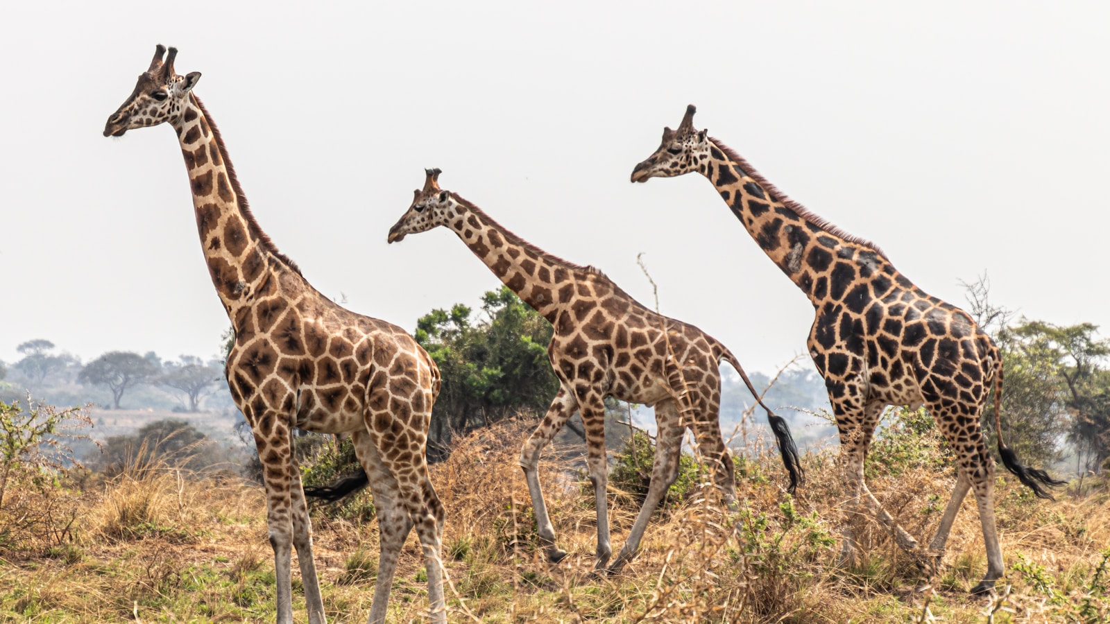 Giraffe in Gorongosa National Park
