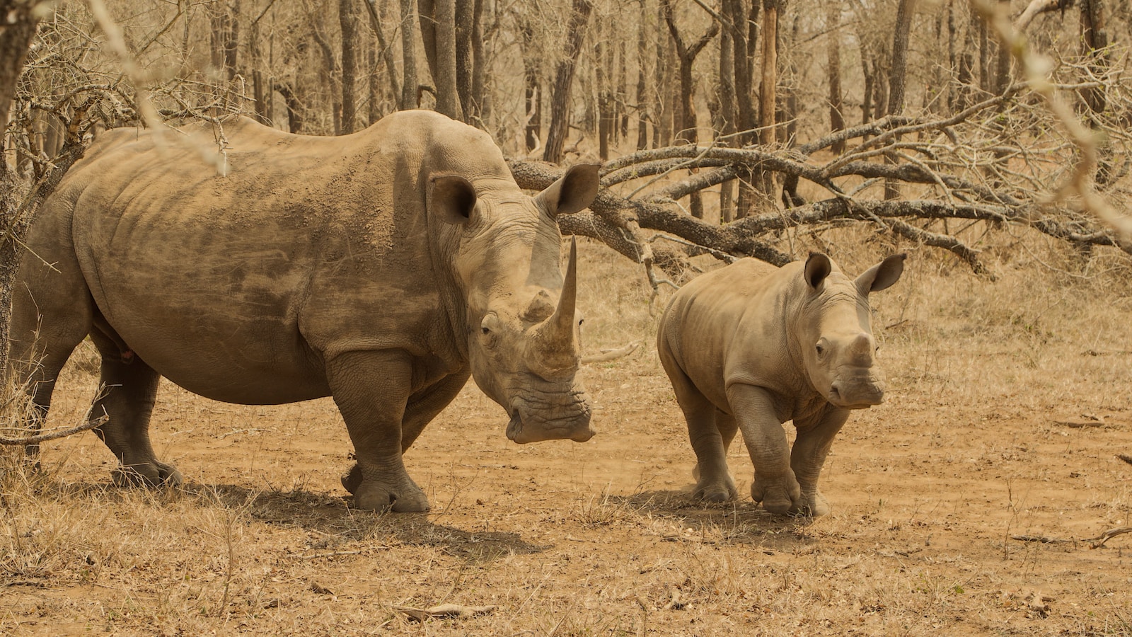 White rhinoceros in Hlane Royal National Park