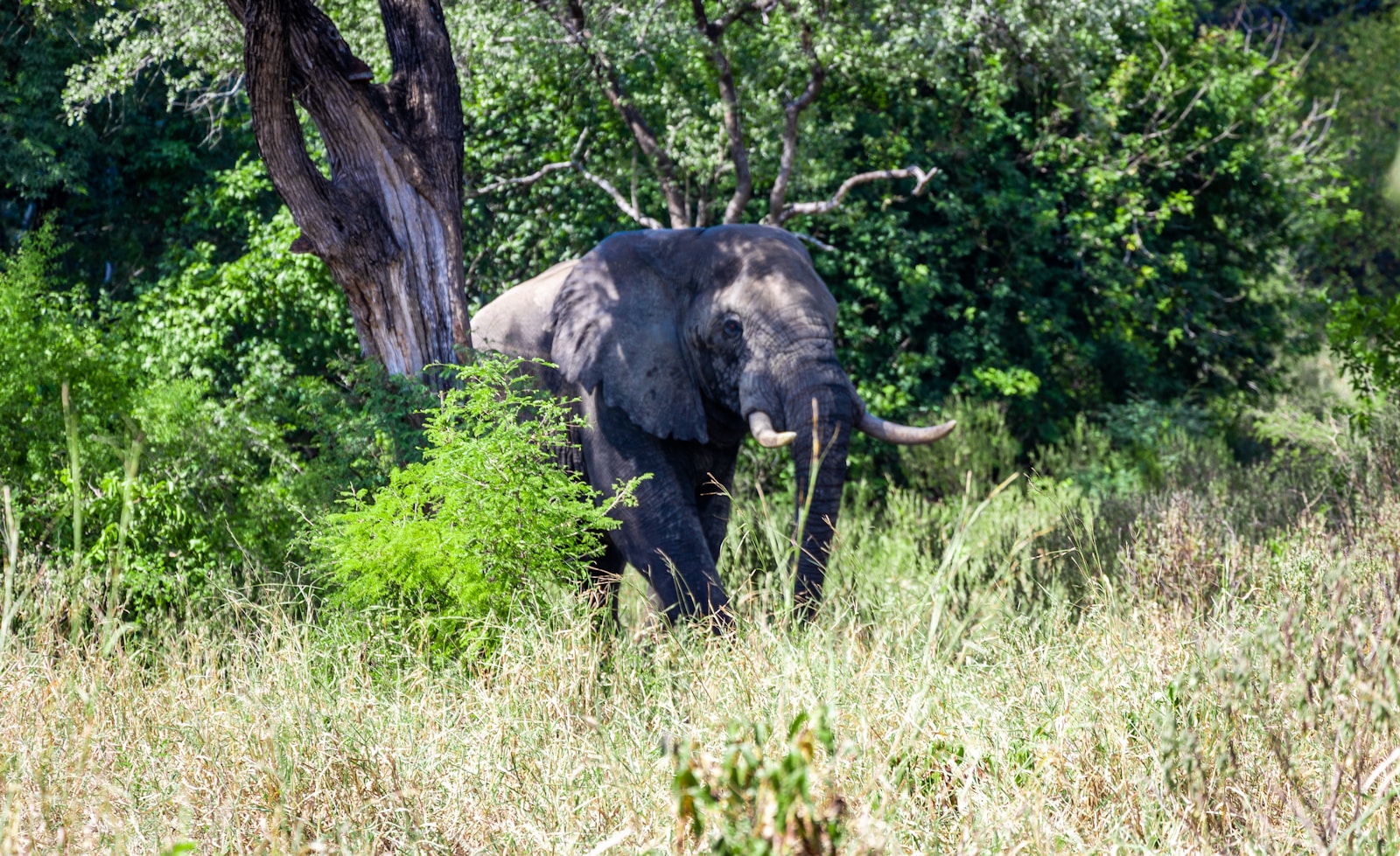 Elephant in Liwonde National Park