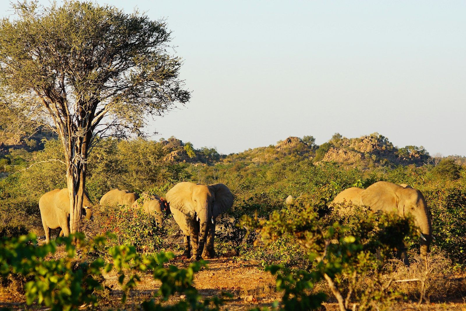 Herd of elephants in Majete Wildlife Reserve