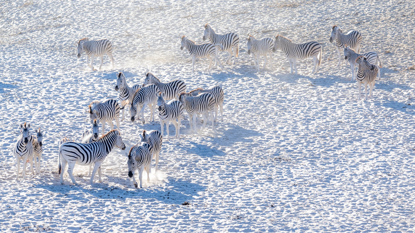 Zebra on the white Makgadikgadi salt pans