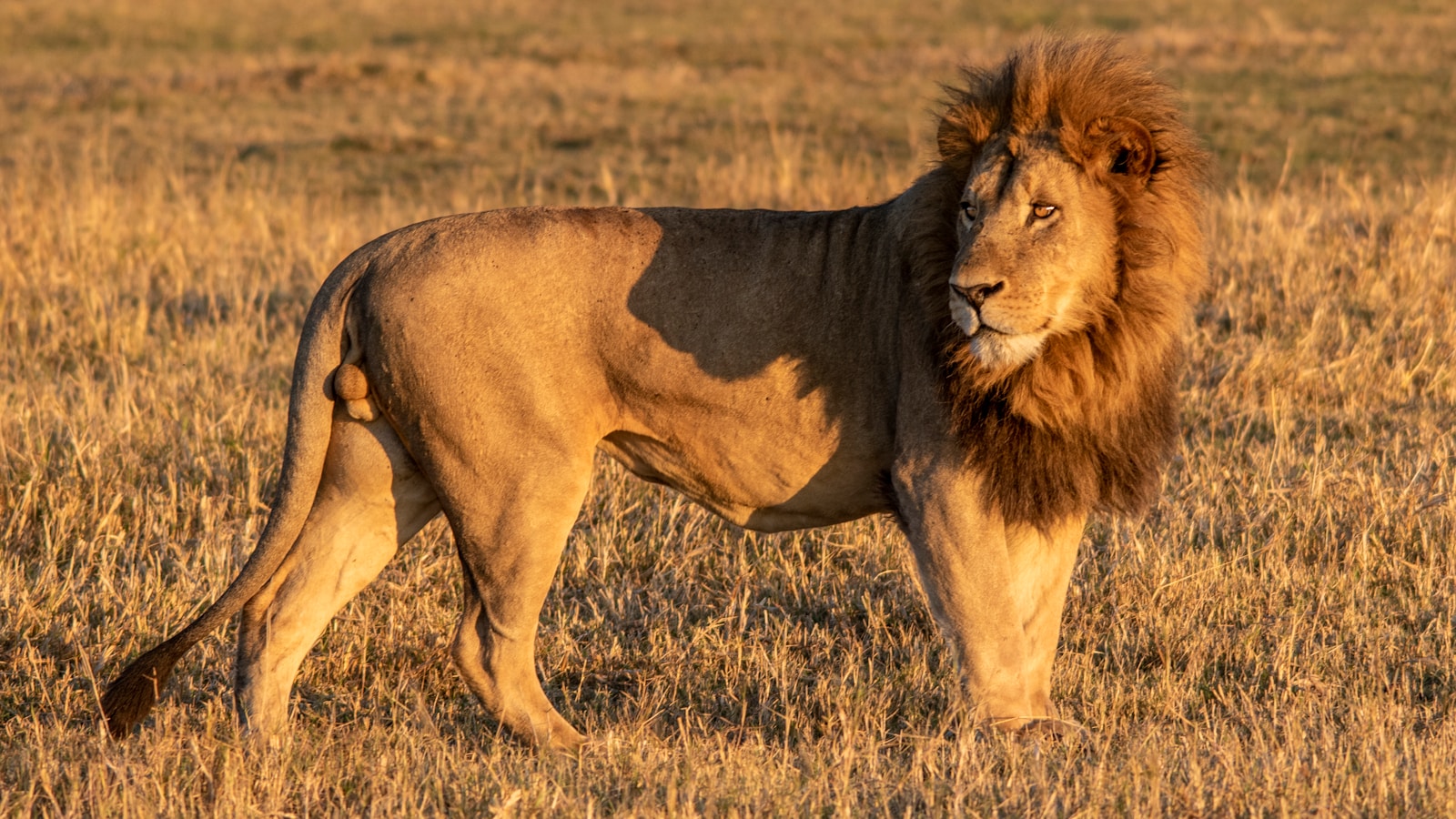 Lion resting in Moremi Game Reserve