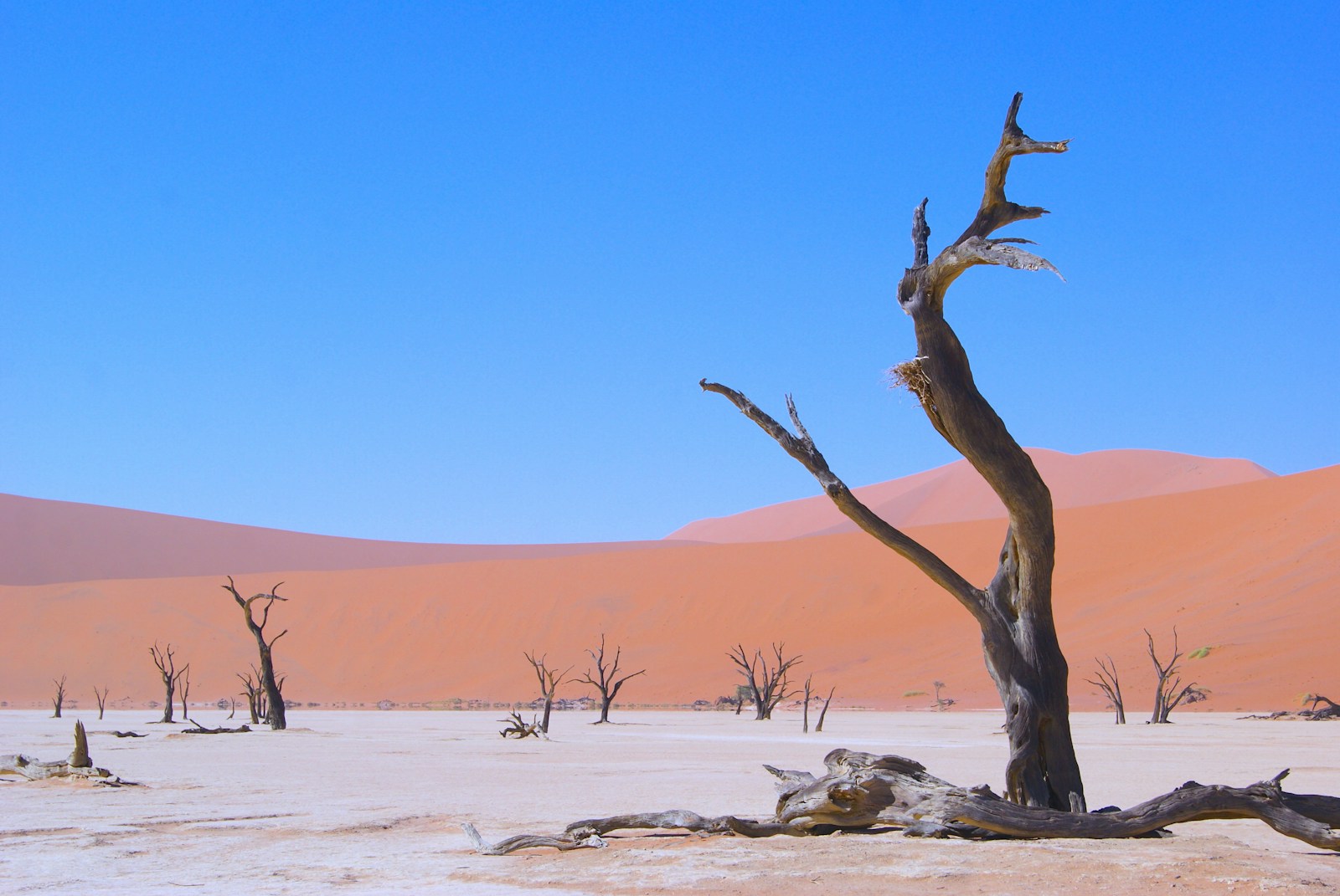 Dead camelthorn tree against red dunes in Deadvlei, Namibia