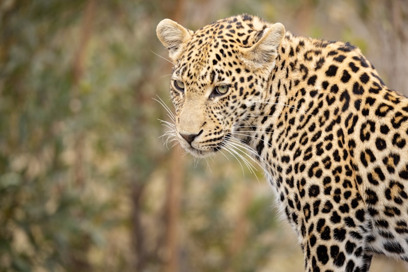 Leopard in Kruger National Park