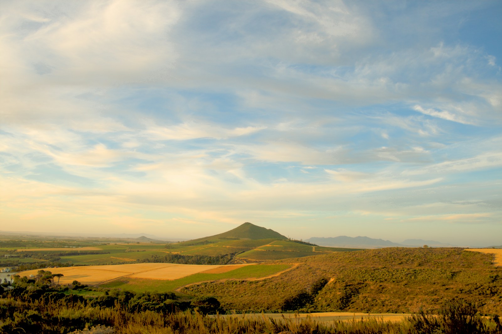 Vineyards stretching to mountains in the Cape Winelands