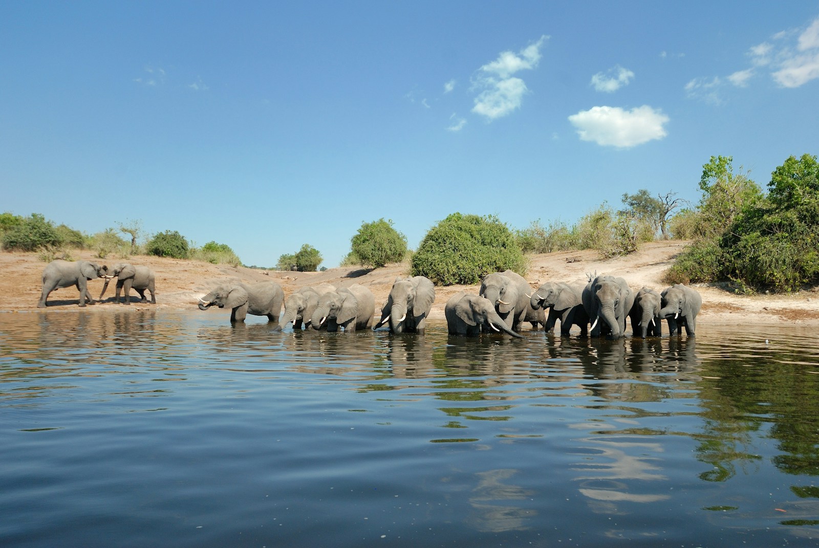 Herd of elephants drinking from the Chobe River