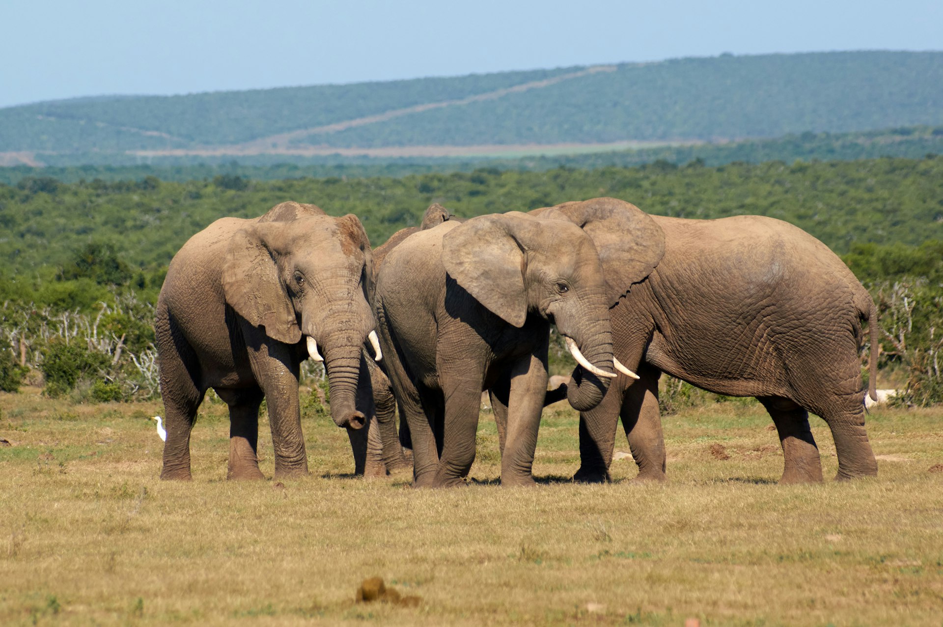 A herd of elephants on a grass-covered field in Addo