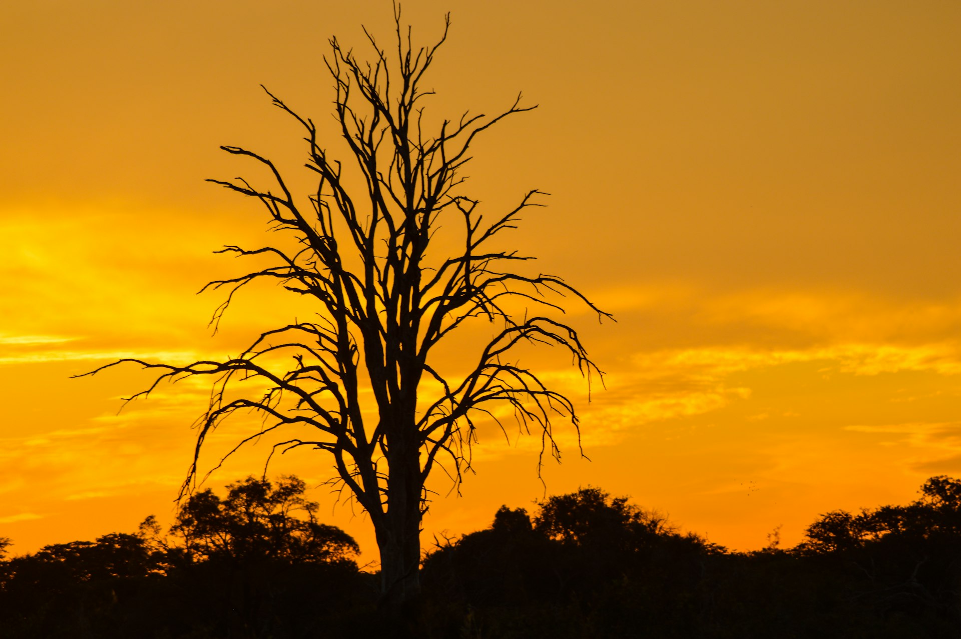 A lone tree silhouetted against an orange sunset sky in Gonarezhou