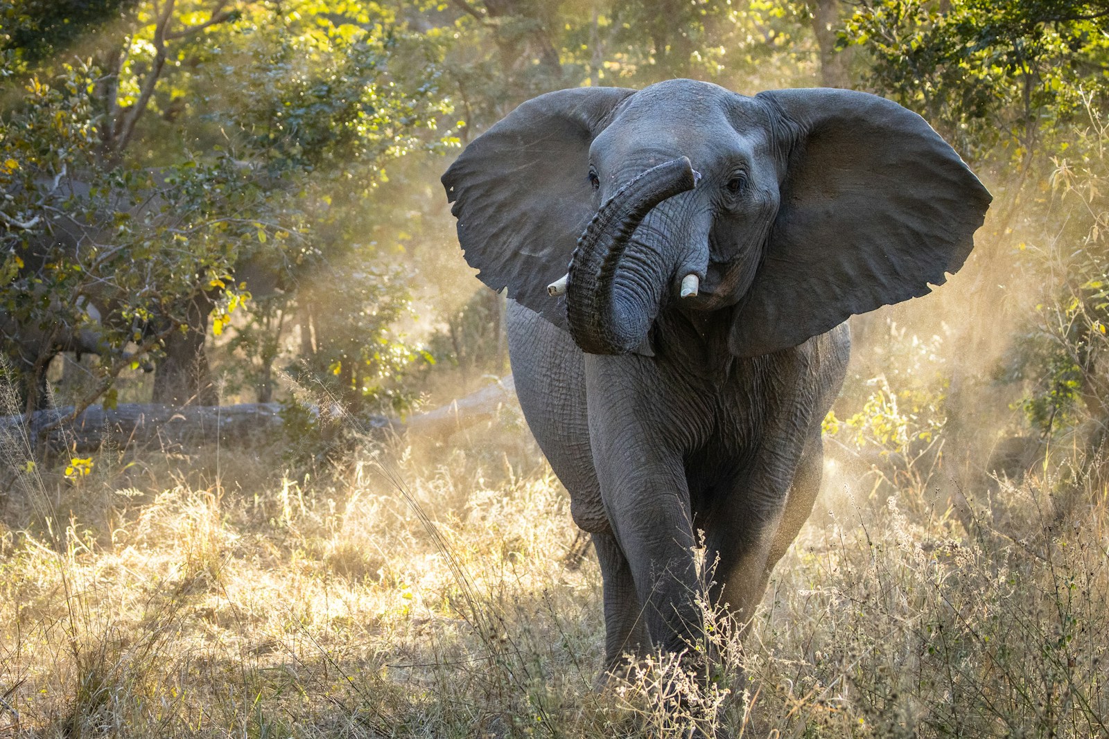 Elephant raising its trunk in Hwange National Park