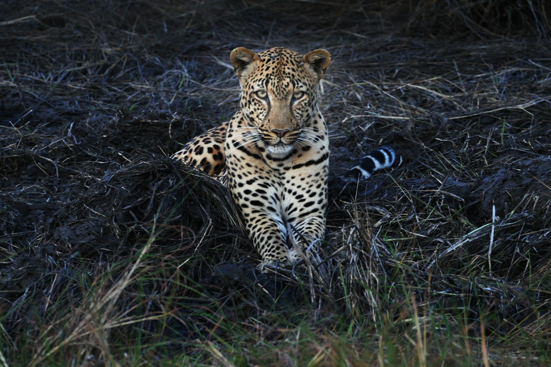 A young leopard cub resting in the dry grass of Kafue National Park