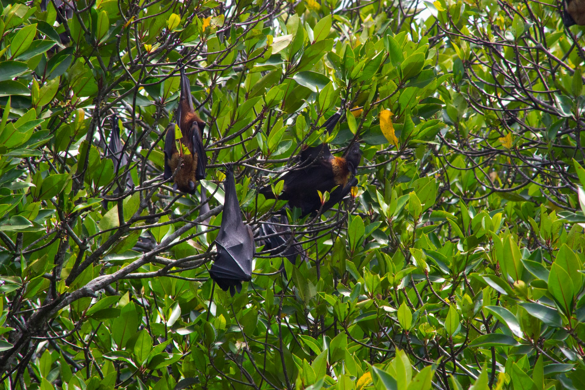 Fruit bats hanging from a tree branch surrounded by leaves