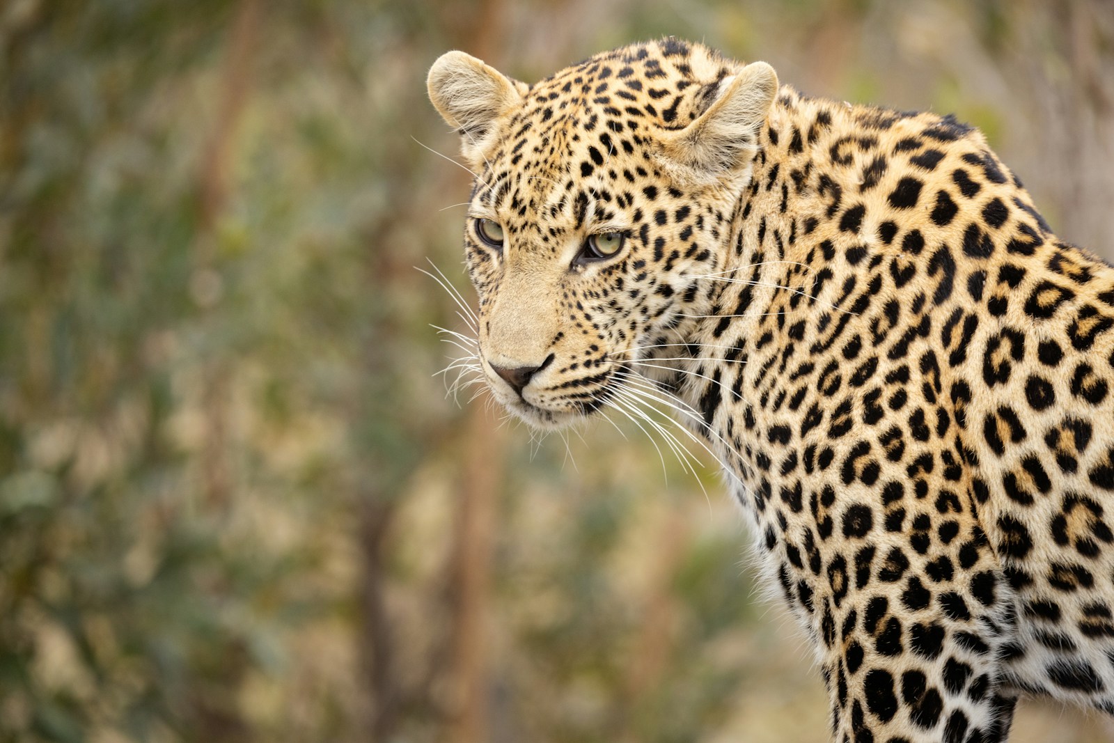 Leopard standing next to a forest in Kruger National Park