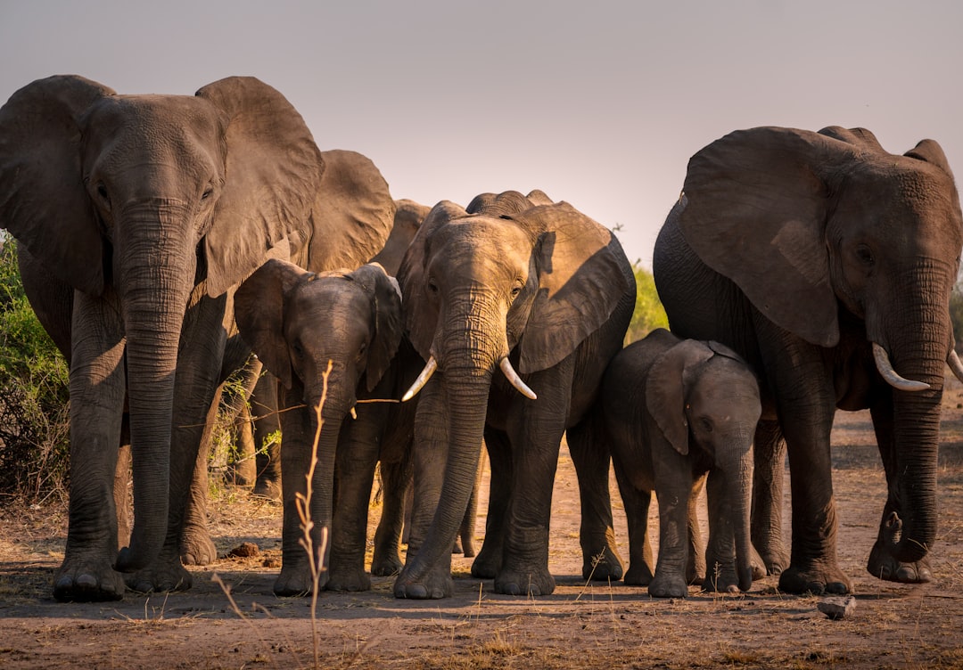 An elephant herd at a river crossing in northern Botswana, evocative of the Linyanti concessions