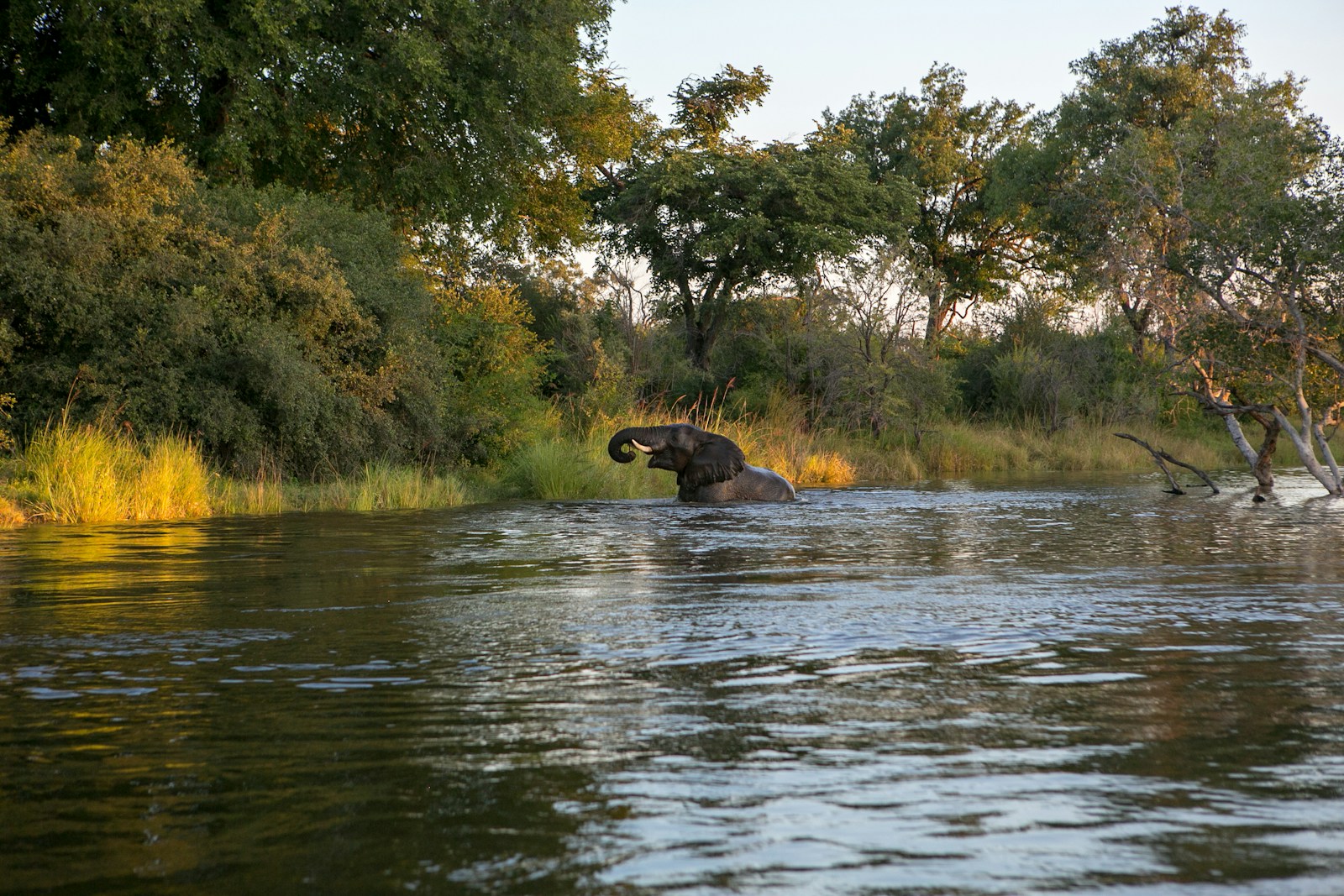 Elephant by water near forest in Mana Pools