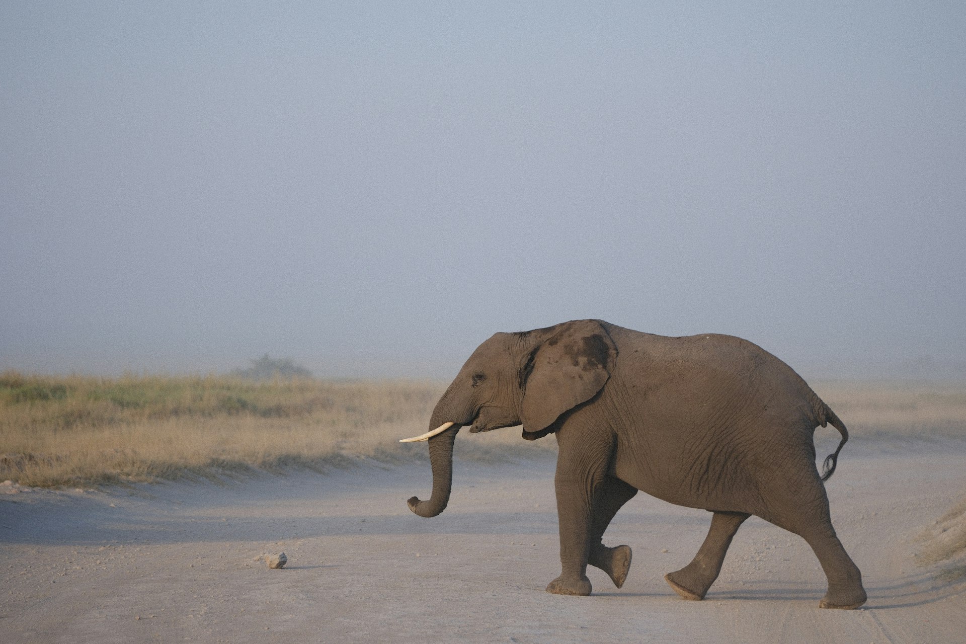 An elephant walking across a dirt road in the wild