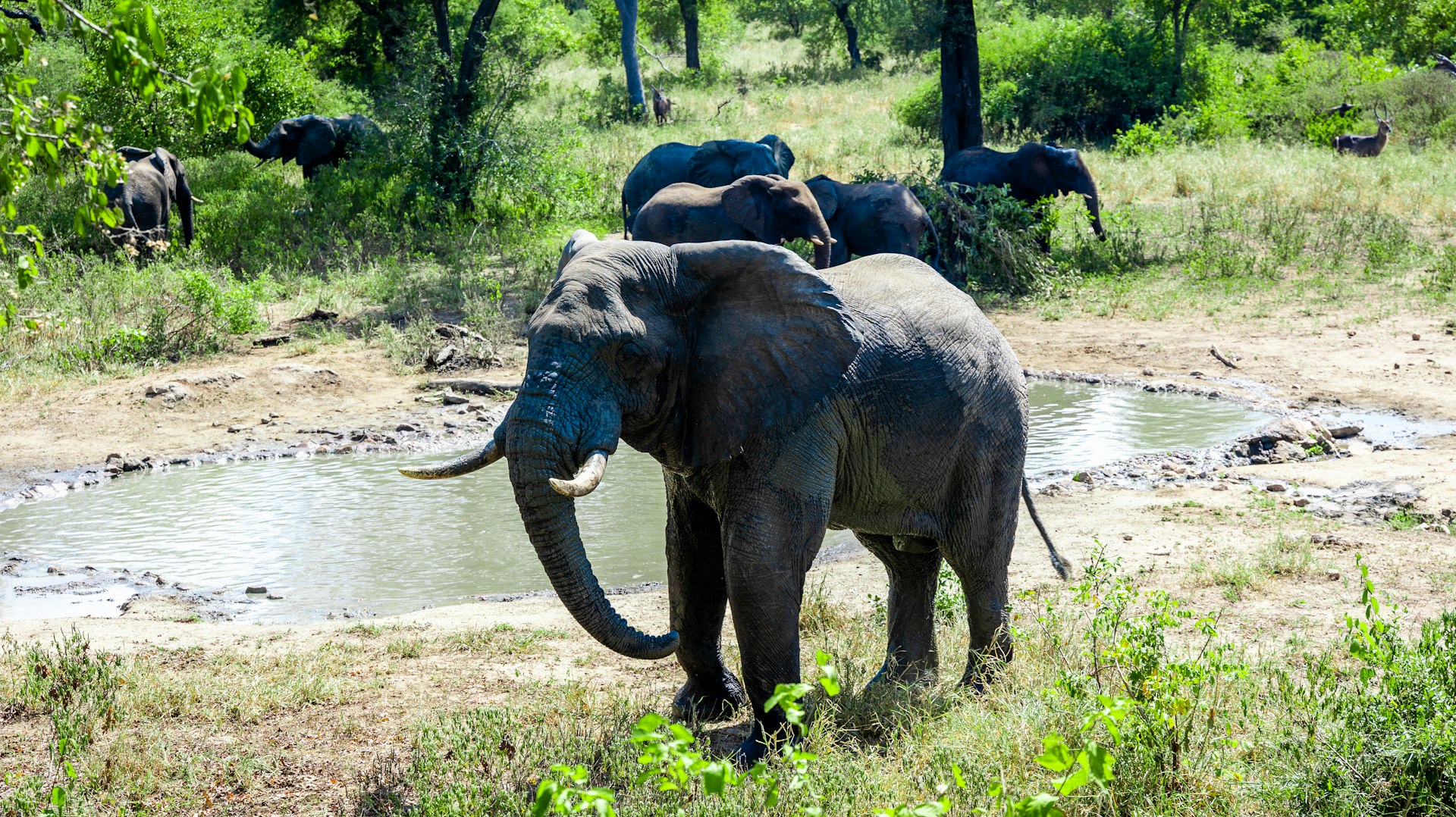 A herd of elephants moving across a lush green field in central Malawi