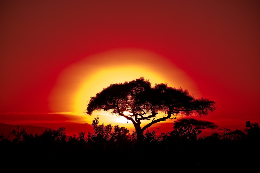 Ancient baobabs silhouetted at sunset — evocative of Baines' Baobabs at Nxai Pan, Botswana