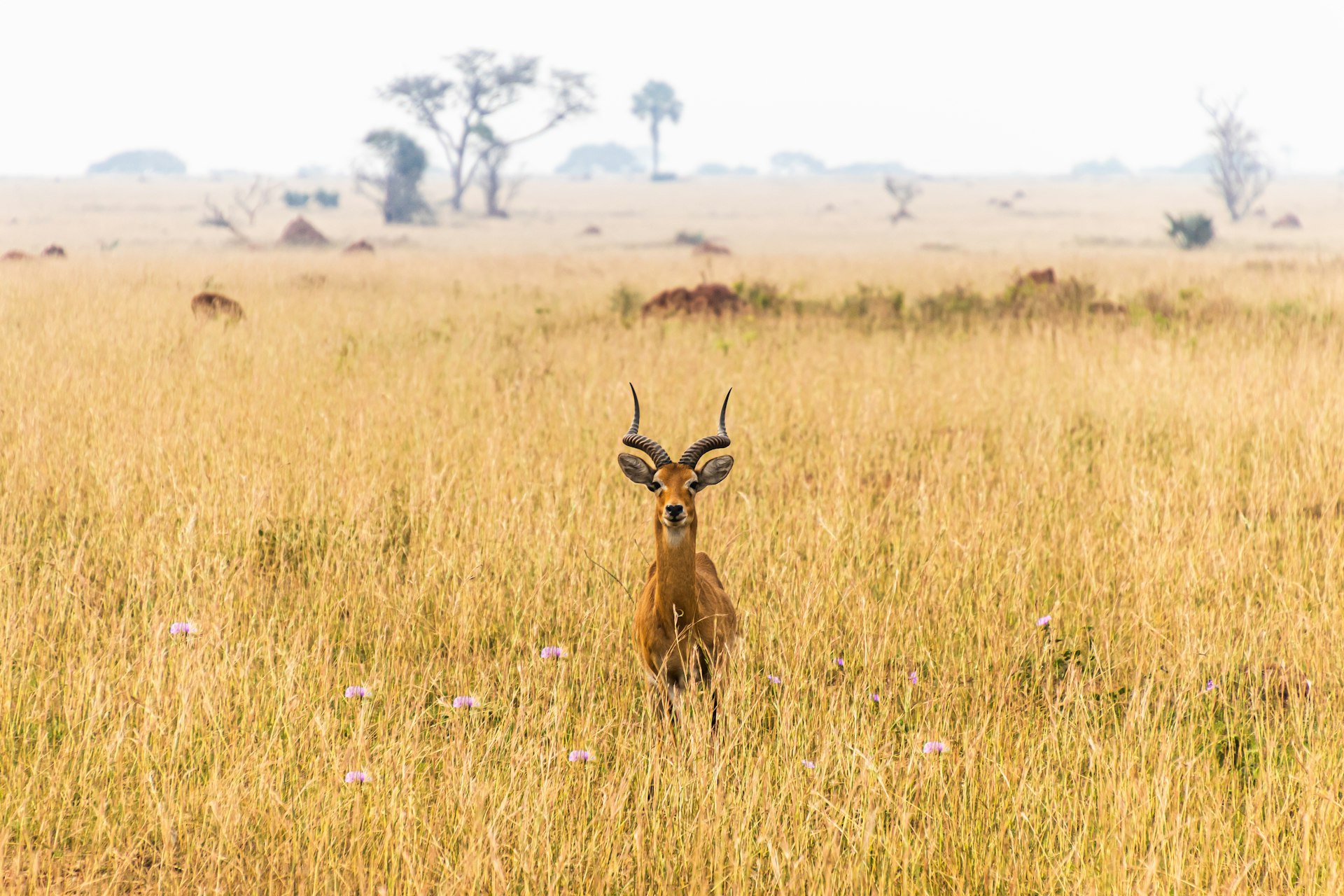An antelope on rolling green grassland evoking Nyika's high-plateau character