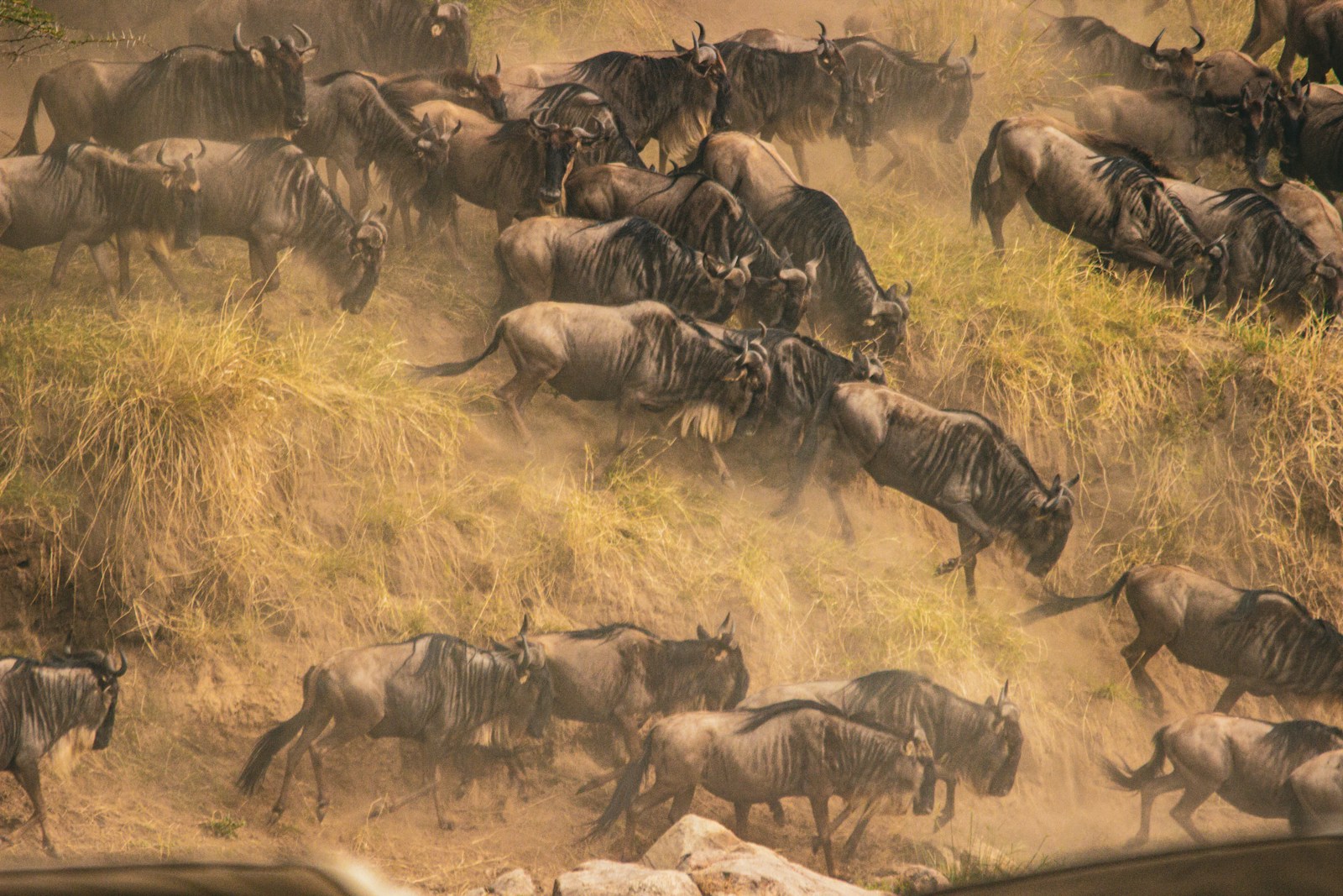 Herd of wildebeest running across the Serengeti plains