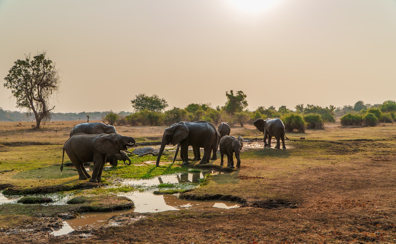 Elephants drinking from a water source in South Luangwa