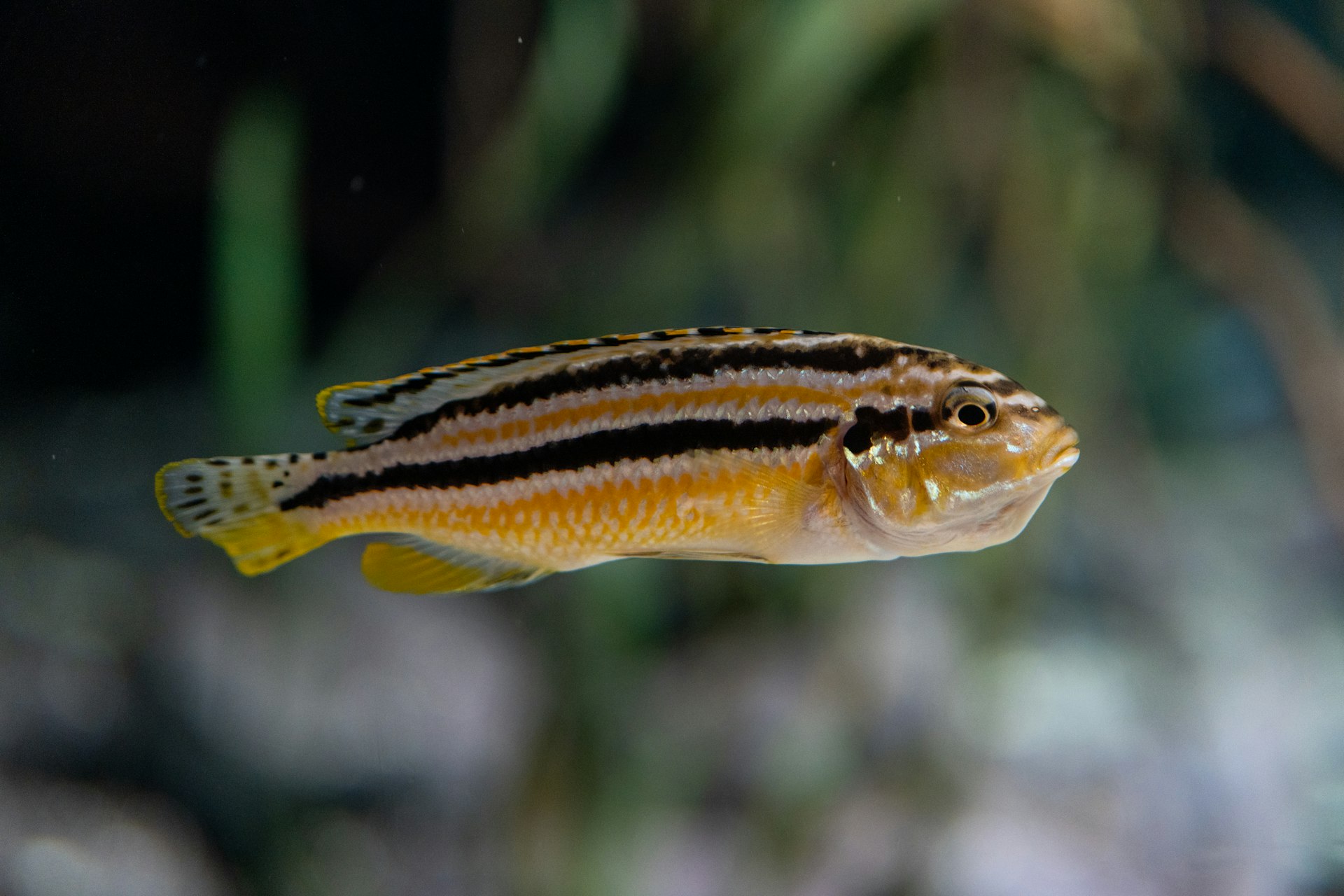 A colourful Tanganyika cichlid swimming in clear freshwater