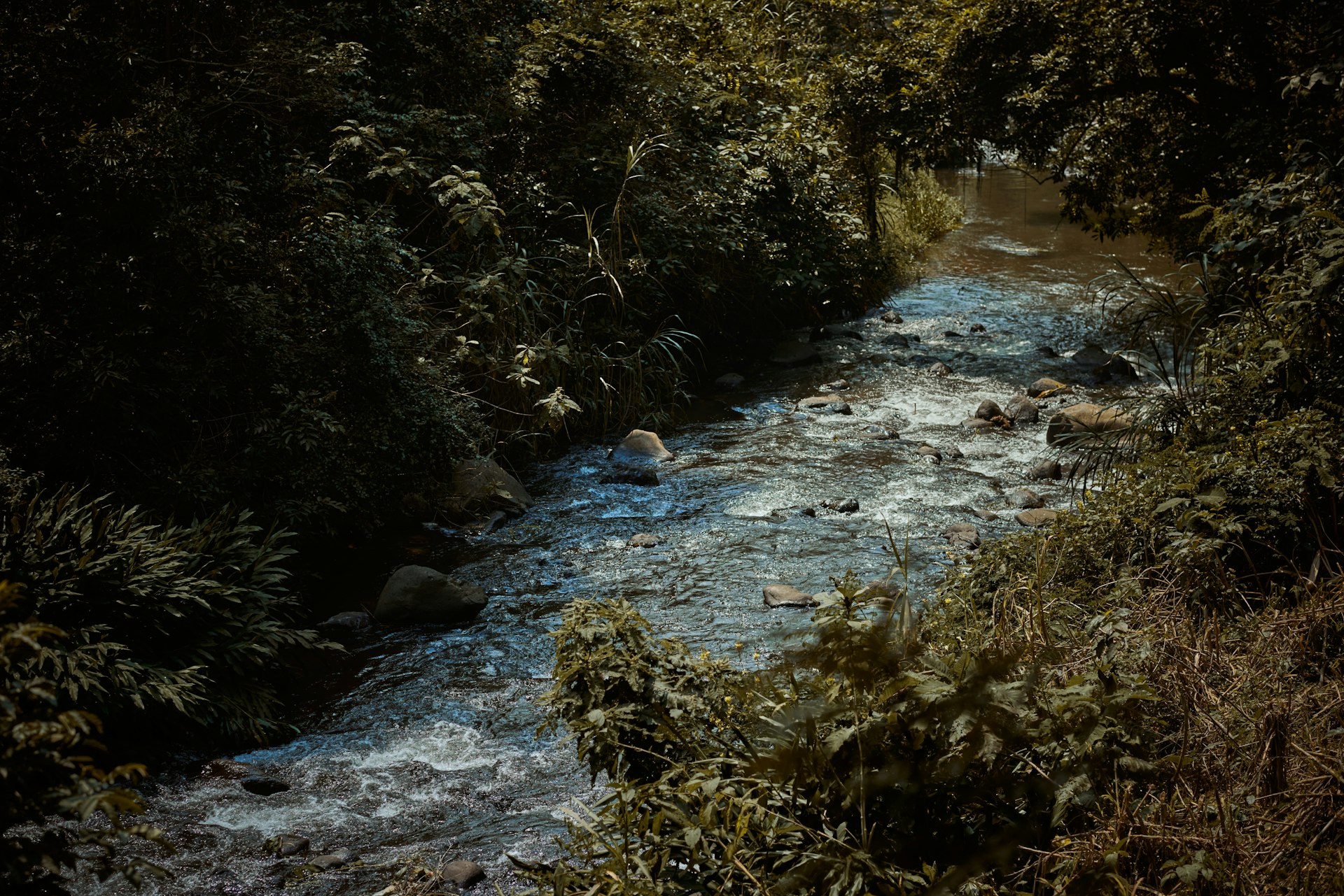 A clear mountain stream running over rocks among indigenous plants