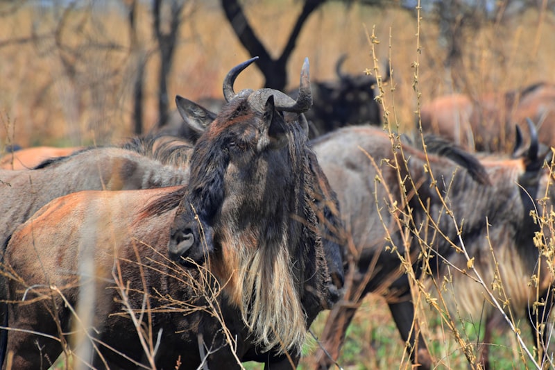 Wildebeest grazing in the Serengeti