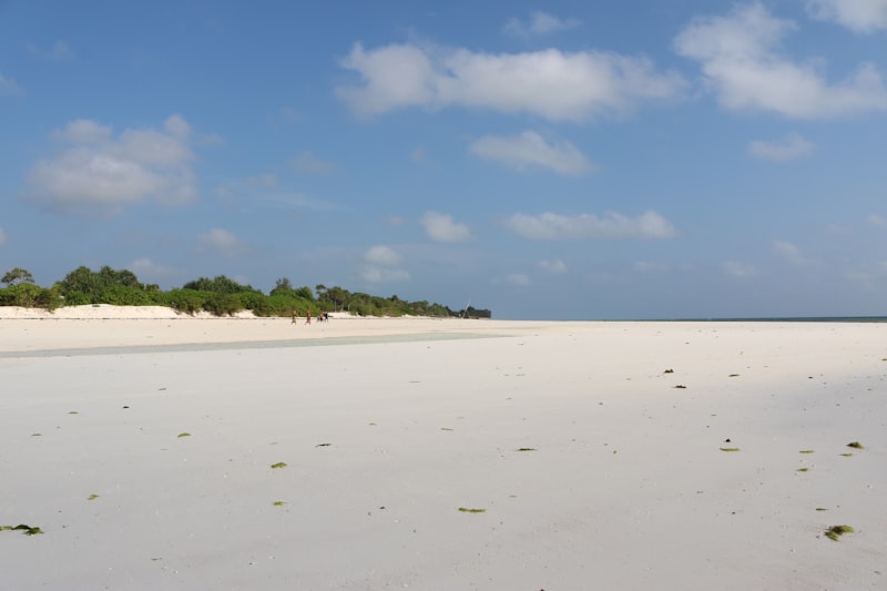 Sandy beach with trees in Zanzibar