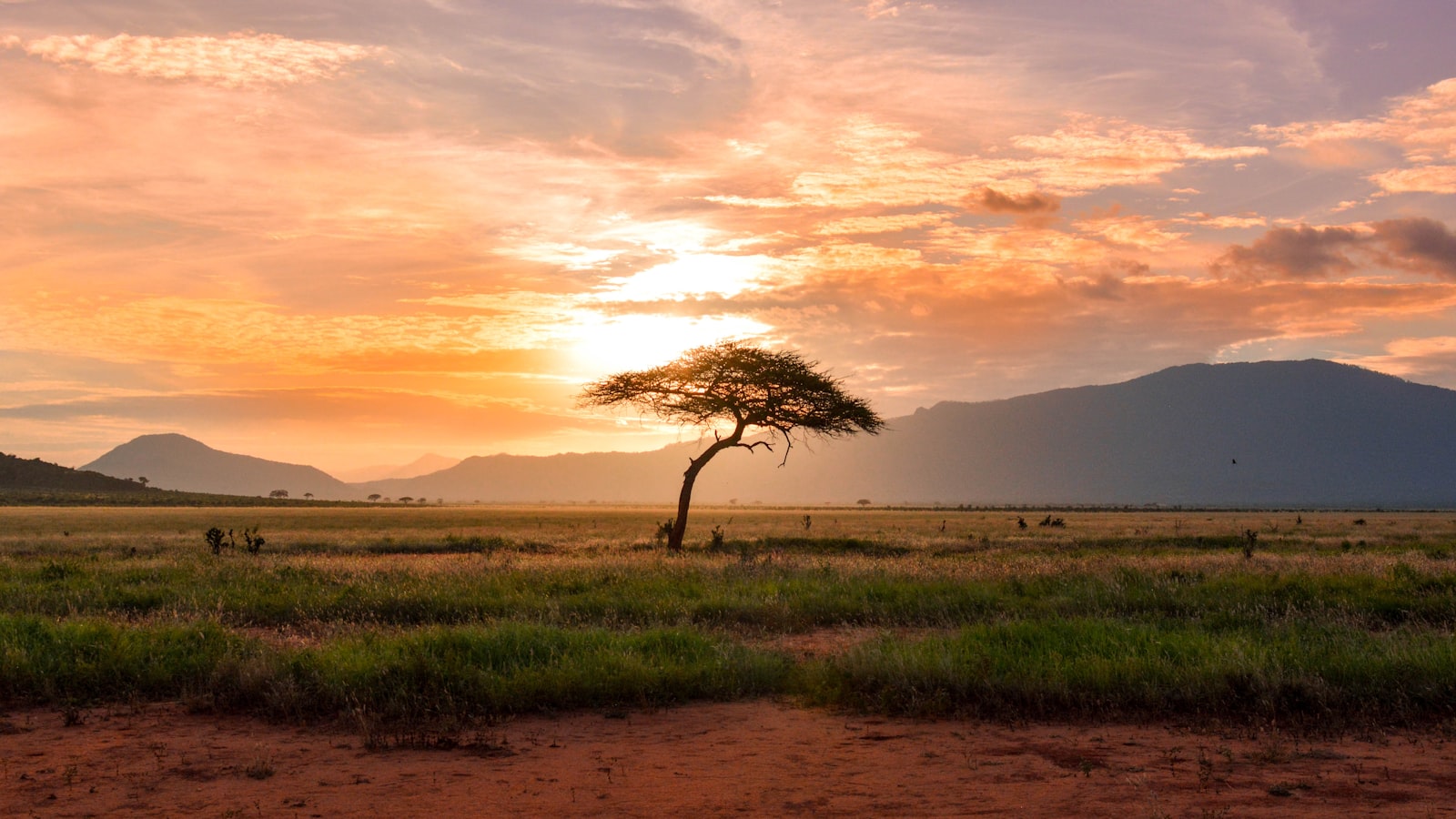 An acacia silhouetted against an African sunset