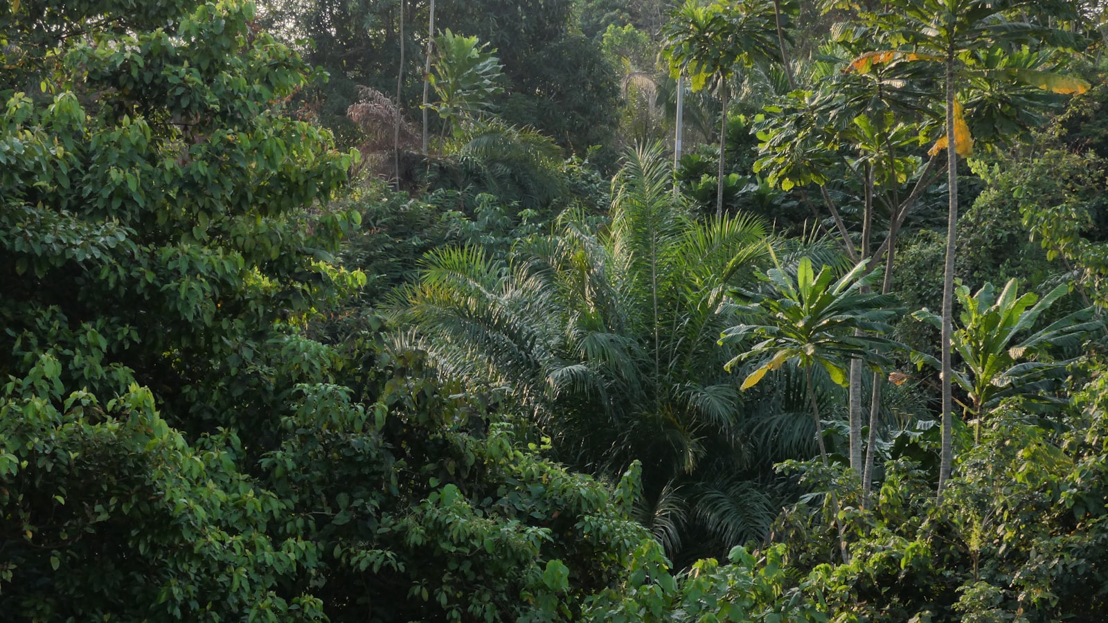 The forested coast of Gabon
