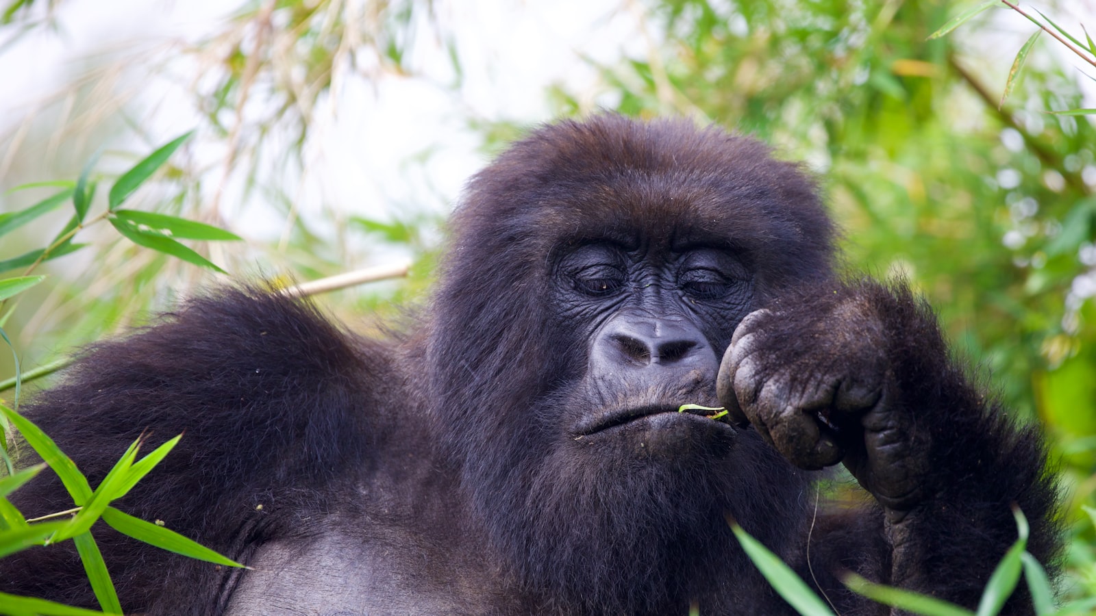 A mountain gorilla in the forest