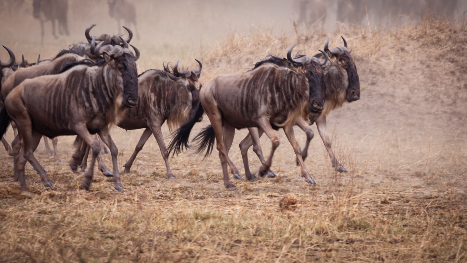 A vast herd of wildebeest on the Serengeti plains