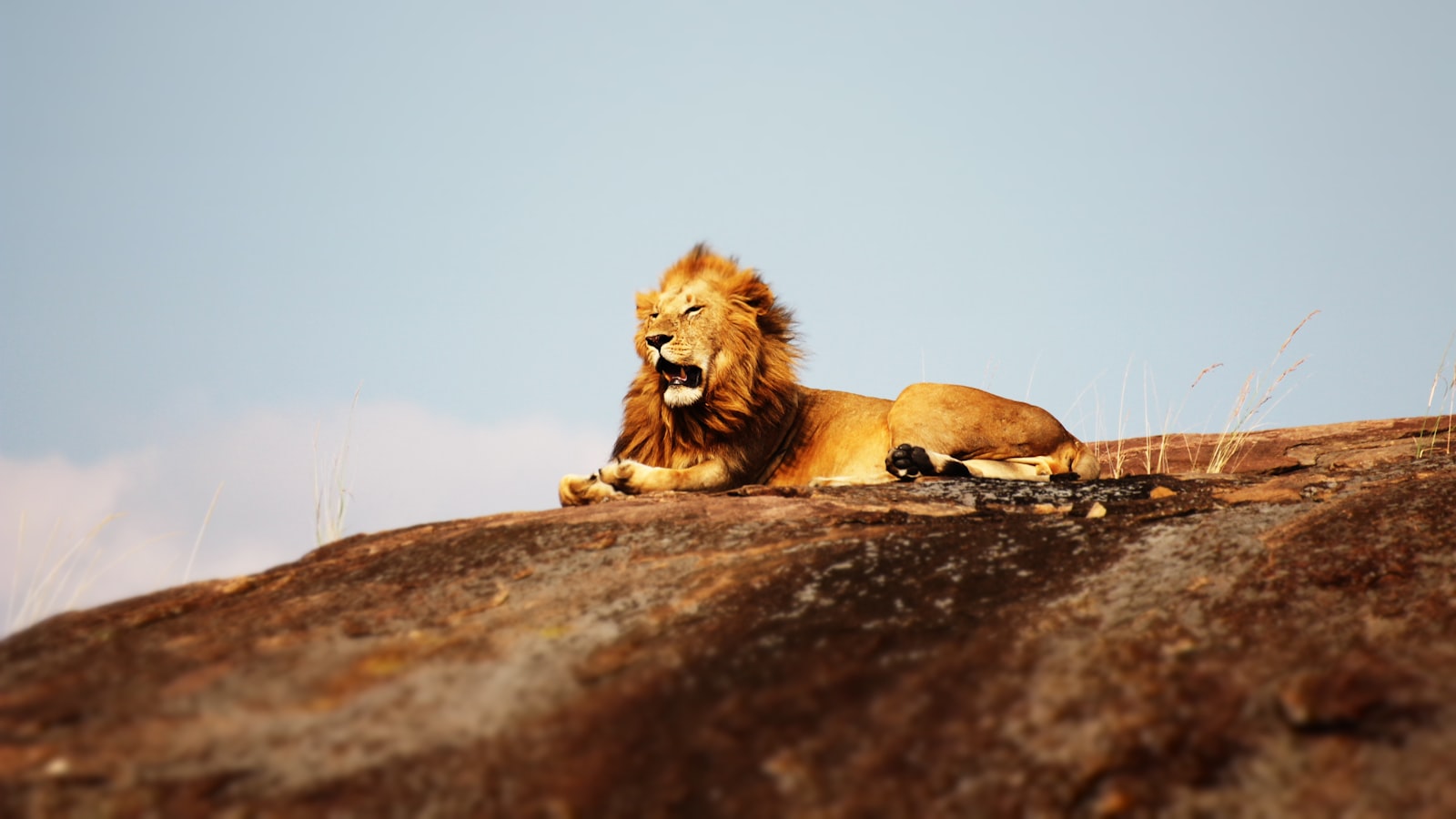 A lion watching the herds on the Serengeti