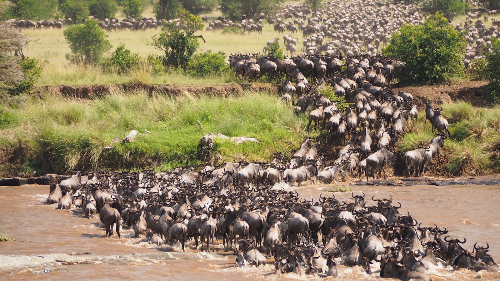 Wildebeest crossing the Mara River during the Great Migration