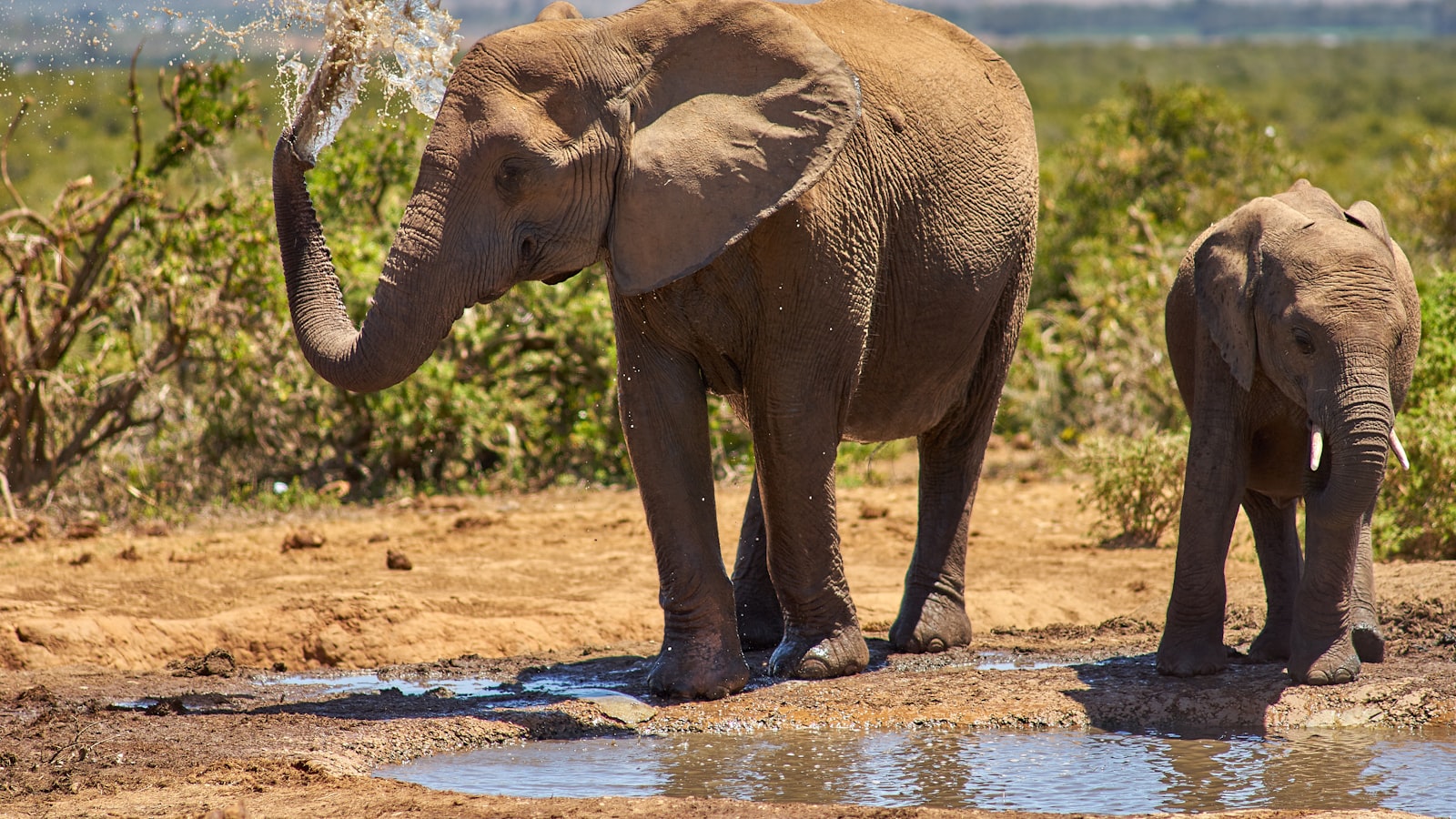 Elephants gathering at a waterhole