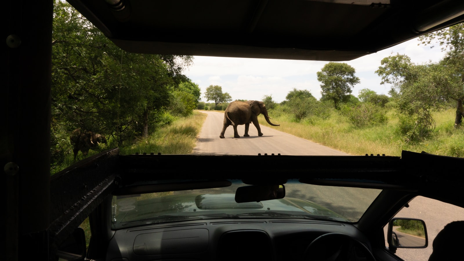 An elephant in Kruger National Park