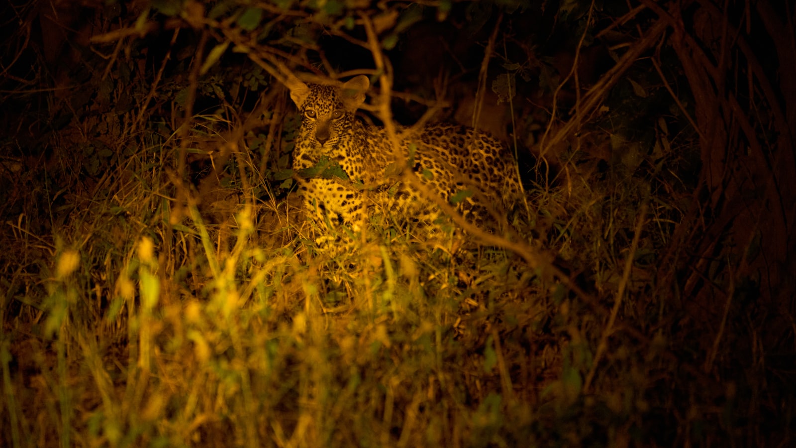 A leopard on a night safari