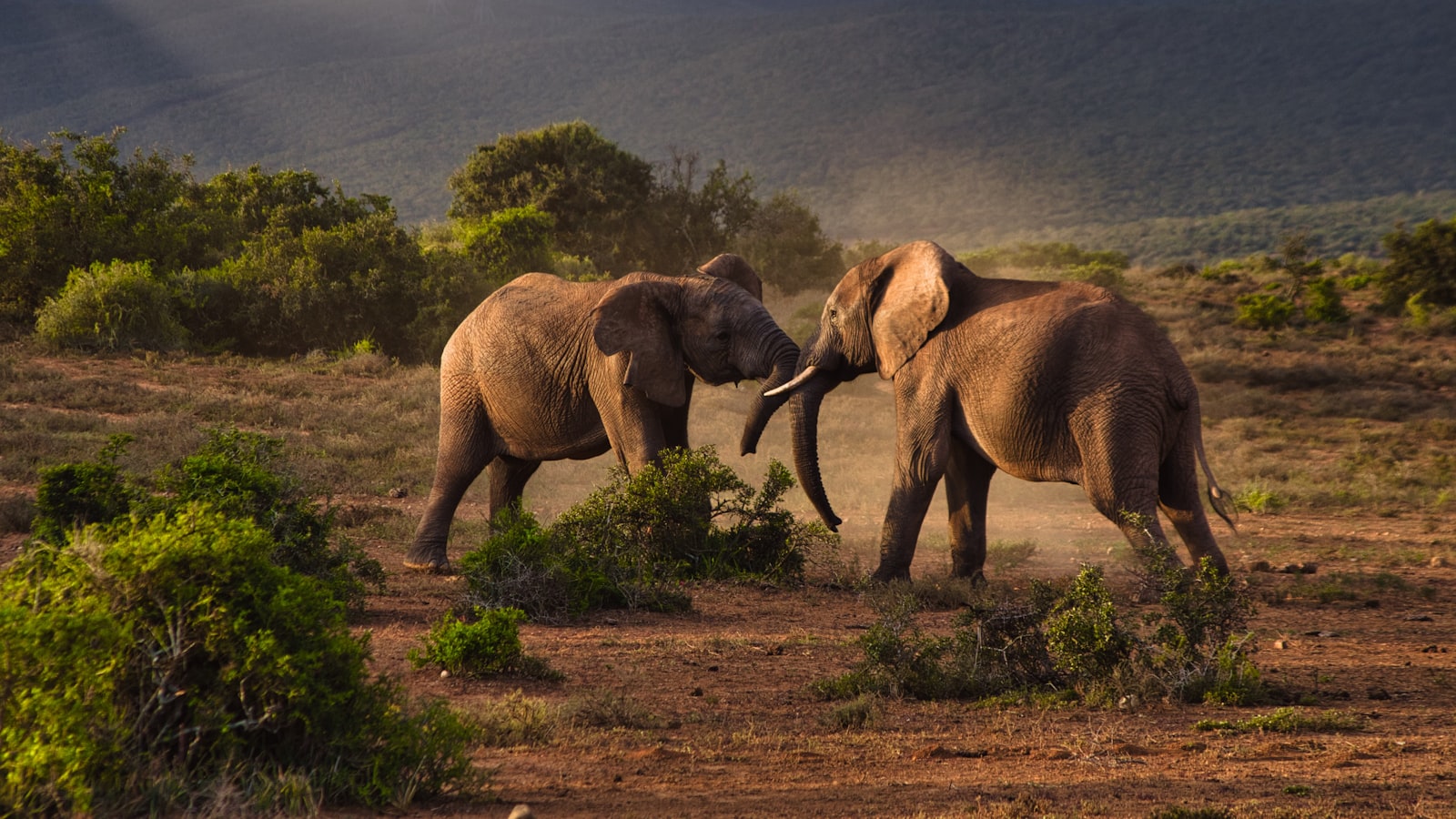 Big Five wildlife on safari in South Africa