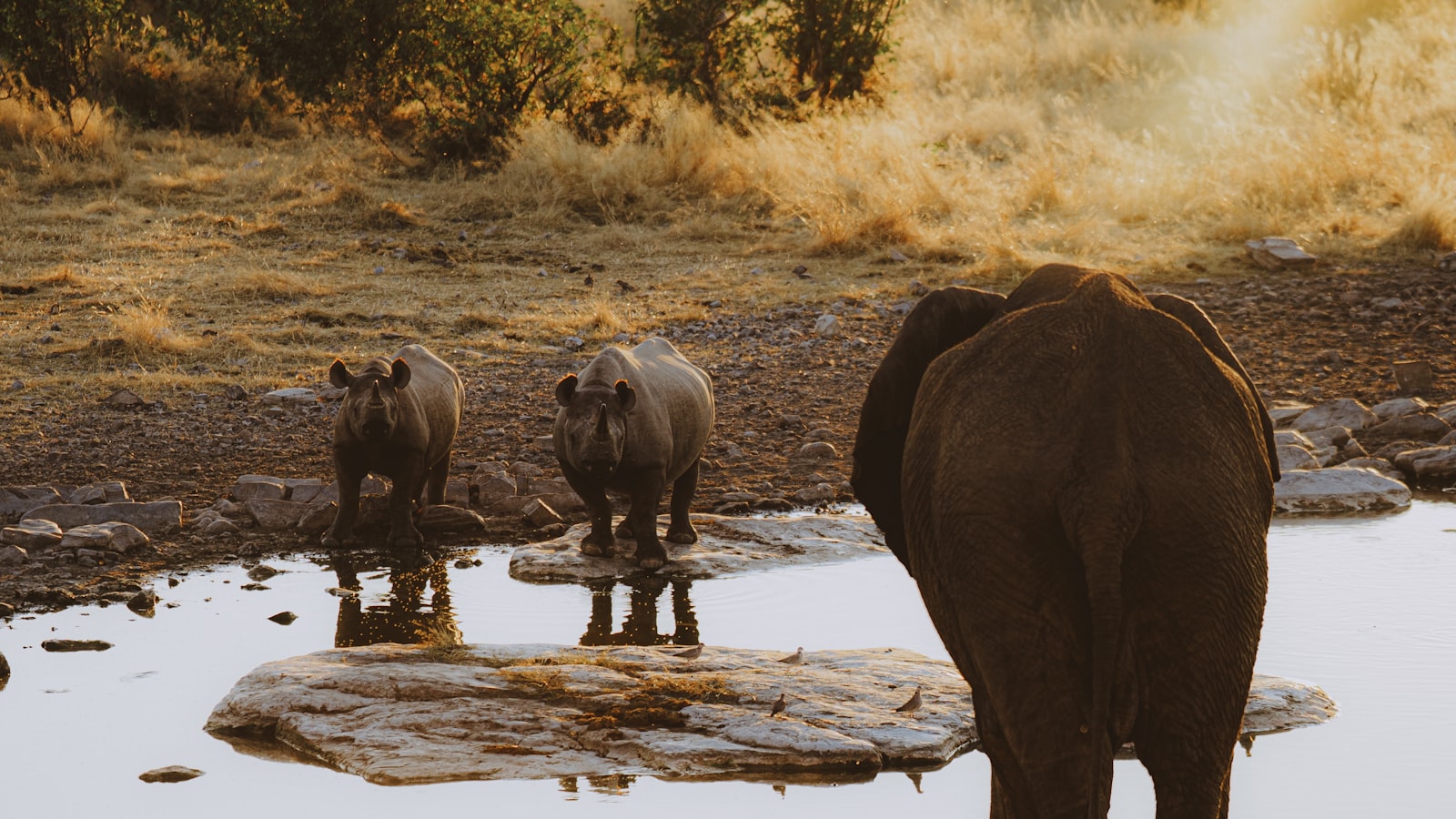 A waterhole at sunset on safari