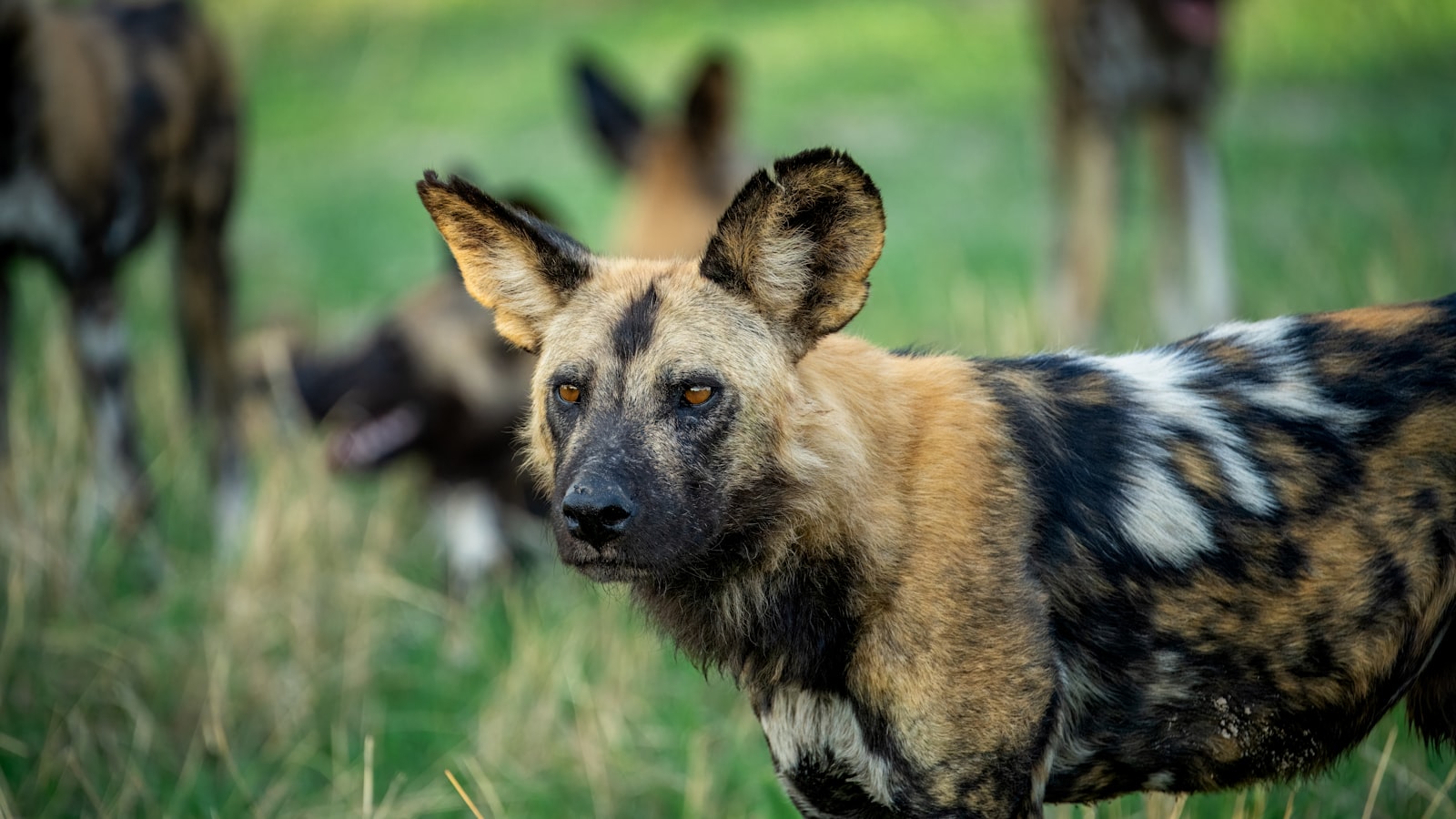 An African wild dog