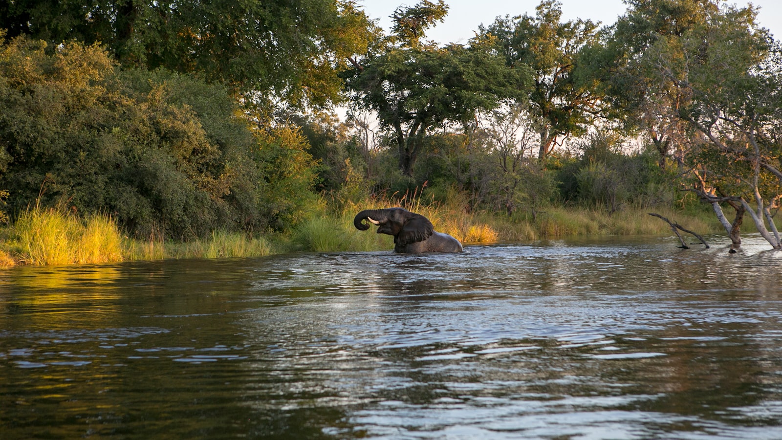 The Zambezi River floodplain