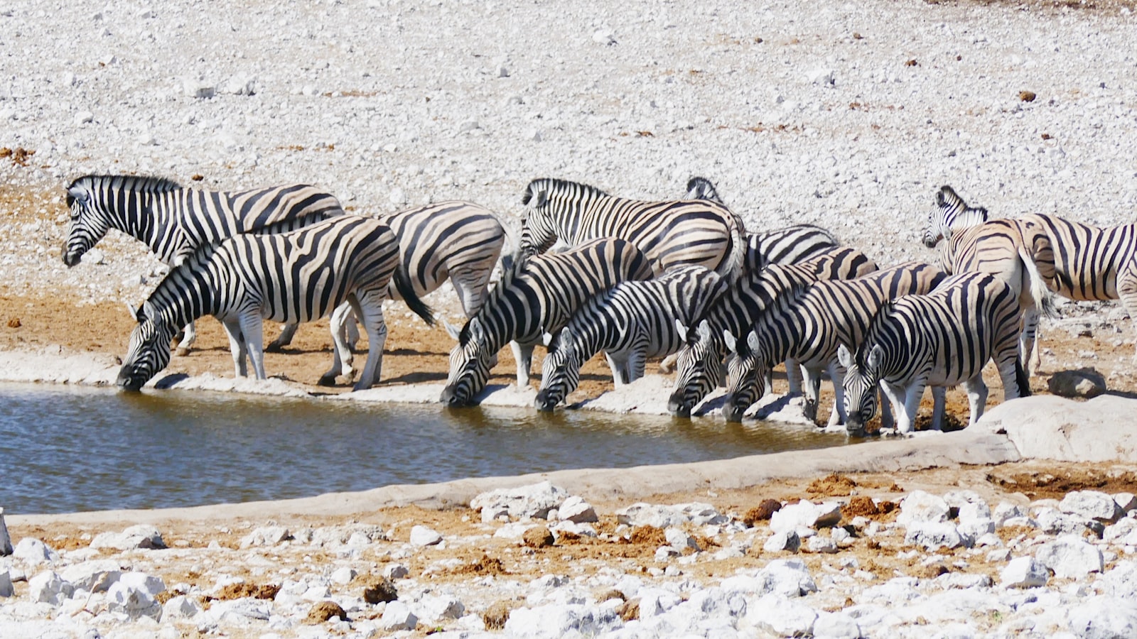 Wildlife at a waterhole in Etosha
