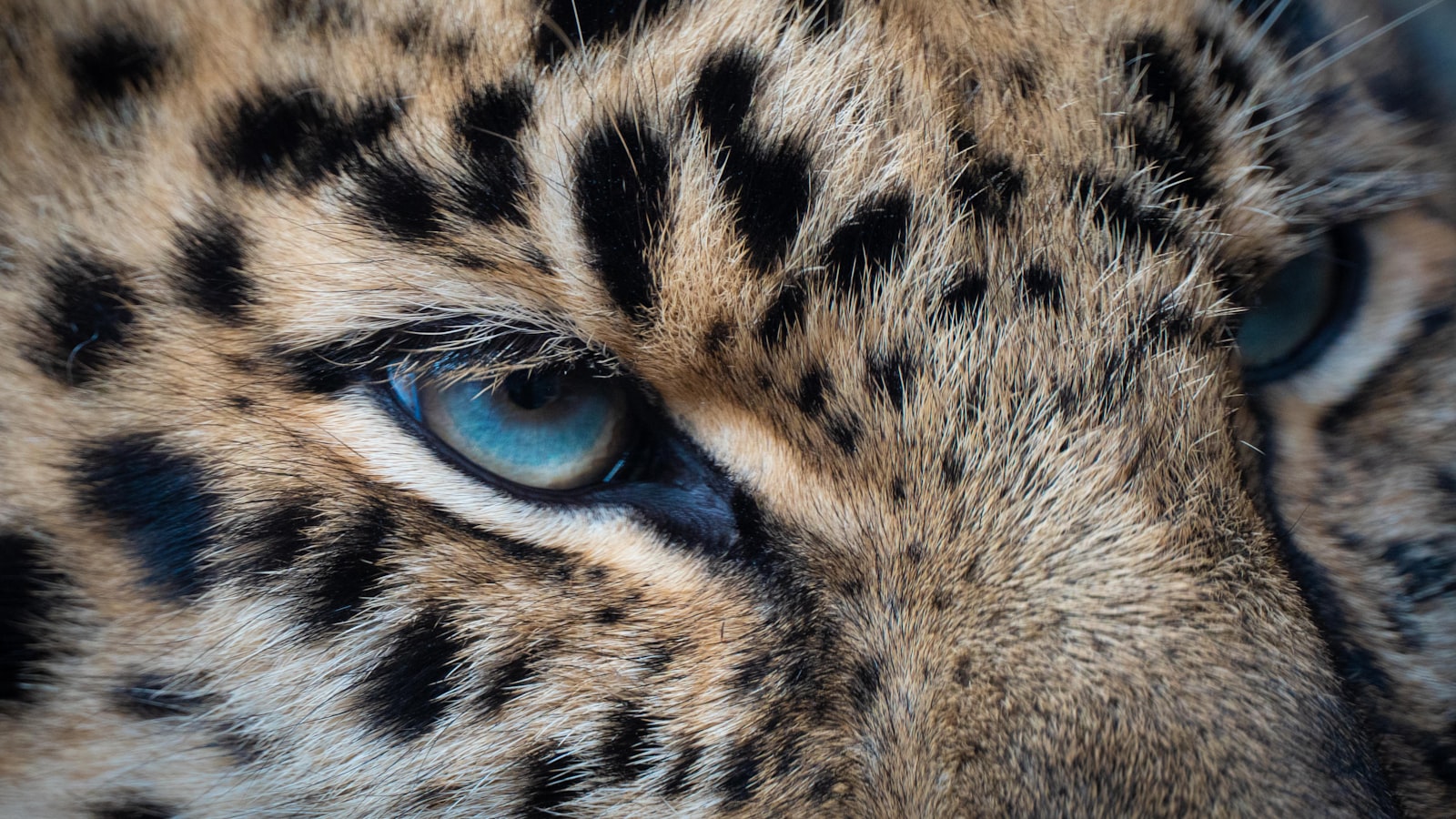A close-up portrait of a leopard