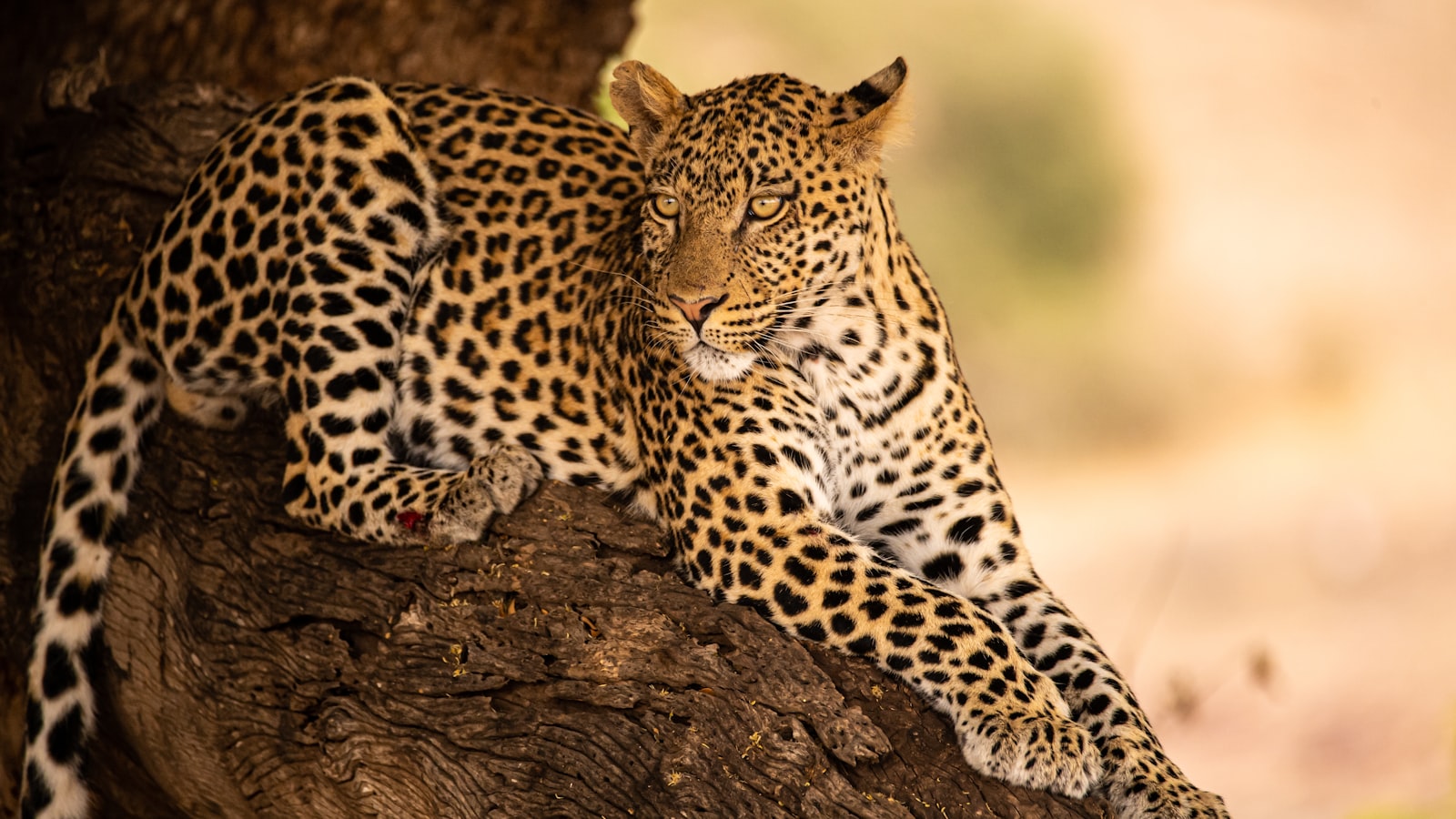 A leopard resting in a tree