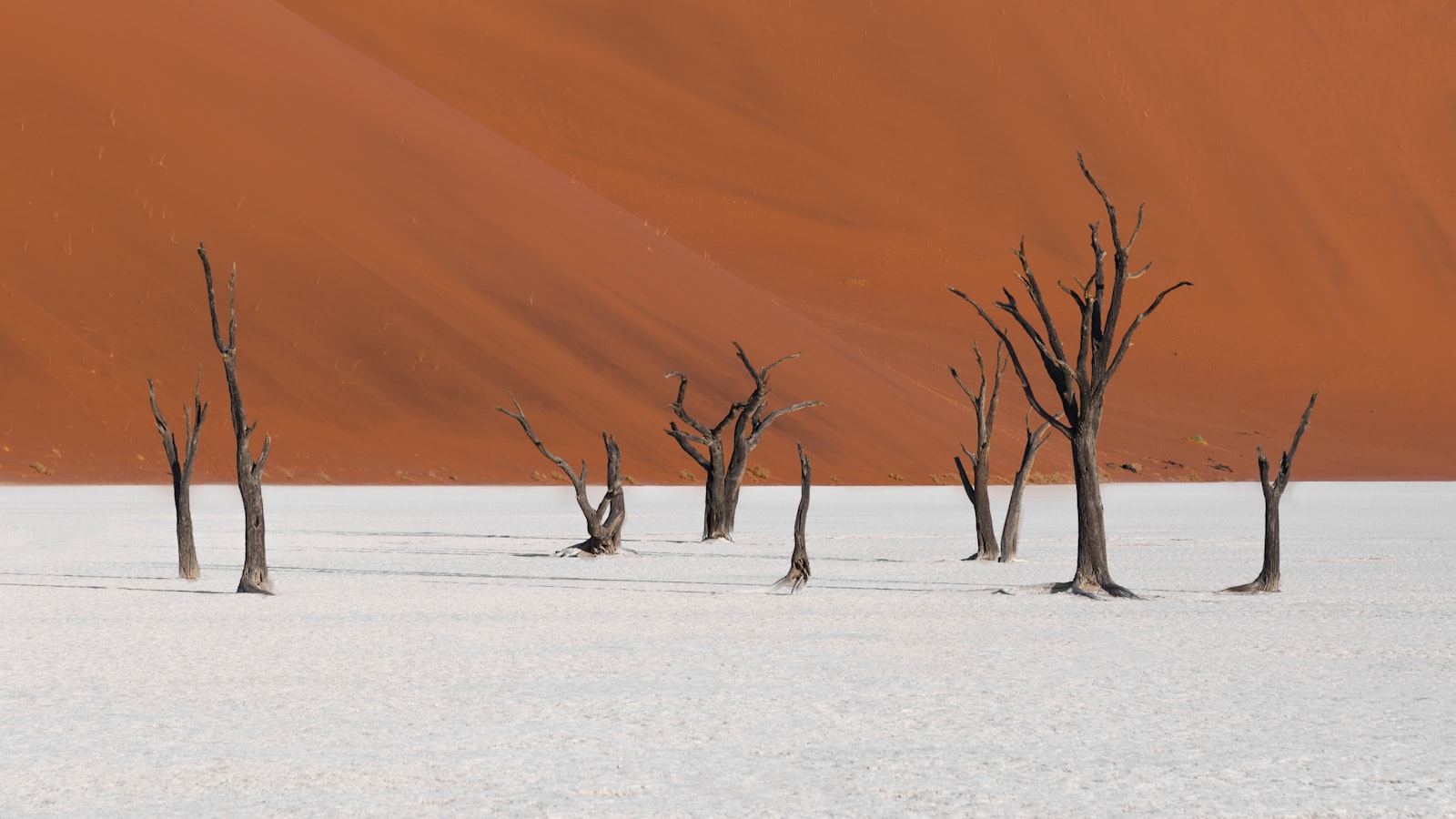 The white clay pan and dead trees of Deadvlei
